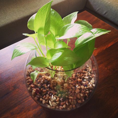 Centre table money plant in glass bowl with pebbels Plants In Glass Bowl, Money Plant In Water, Plant Aesthetics, Glass Bowl Centerpieces, Plant In Glass, Plant Rack, Prayer Garden, Epipremnum Aureum, Aquarium Ideas