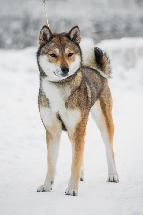 Taka | Jikino Kensha no Uta go Breed: Shikoku | Meri Nyman | Flickr Shikoku Dog, All Dog Breeds, Domestic Animals, Painting Reference, Animal Reference, Purebred Dogs, Pet Ideas, Beautiful Dog, American Kennel Club