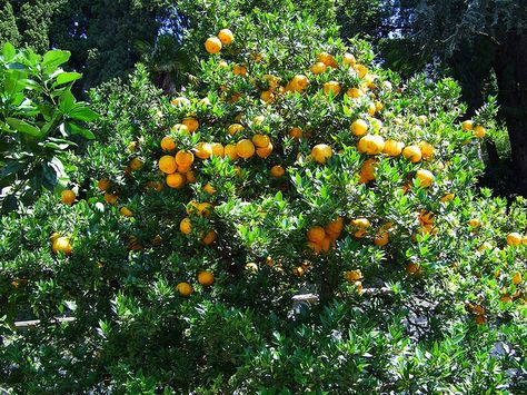 Creating a fruit tree guild or food forest in permaculture Fruit Tree Guild, Tree Guild, Tomatoes In Containers, Food Forest Garden, Orchard Garden, Growing Tomatoes In Containers, Easy Gardening, Grow Tomatoes, Container Vegetables