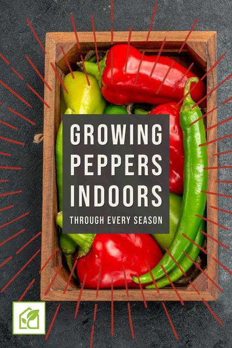 When it comes to indoor gardening, only a few things are as versatile as the pepper plant. Whether sweet, hot, green, or red, peppers can add a touch of sophistication and flavor to any dish. So, learning about growing peppers indoors is an excellent idea for any indoor gardener or would-be chef. Grow Peppers Indoors, Indoor Pepper Plant, How To Grow Peppers Indoors, Growing Green Peppers, Hot Peppers Plants, Growing Hot Pepper, Grow Peppers, Growing Peppers, Pepper Plant