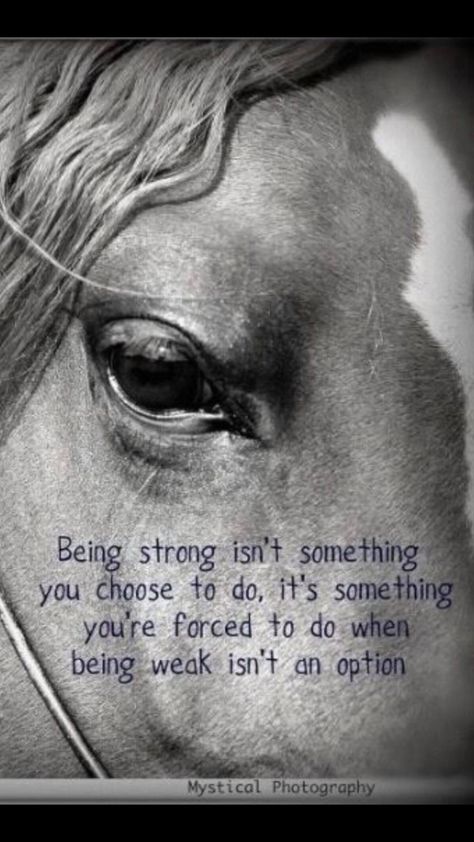 Equine Quotes, Cowgirl Quote, Horse Quotes Funny, Inspirational Horse Quotes, Horse Riding Quotes, Cowboy Quotes, Cowgirl Quotes, Riding Quotes, Horse Inspiration