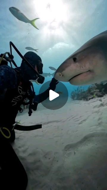 🏃🏻🏃🏻🏃🏻 on Instagram Grand Bahama Island, Tiger Sharks, Grand Bahama, Dancer Workout, Safety Precautions, Shark Lover, Tiger Shark, Adrenaline Rush, Apex Predator