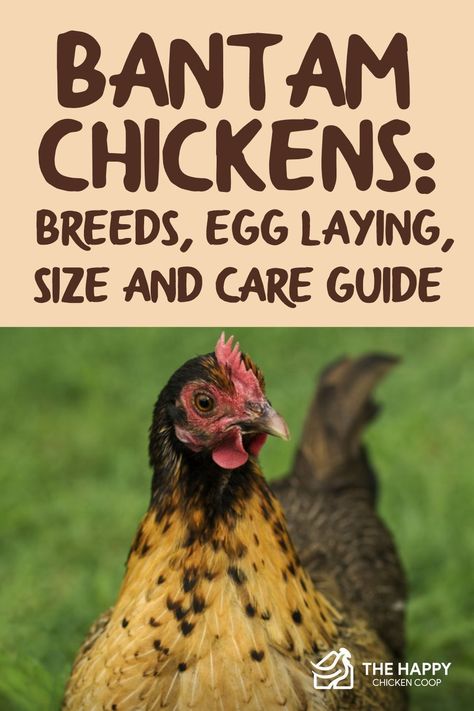 Bantam Chickens Coop, Small Chickens Breeds, Indoor Outdoor Chicken Coop, Bantam Chicken Breeds With Pictures, Bantam Chicken Coop Ideas, Bantam Chicks Identification, Cochin Bantam Chickens, Bantam Cochin Chickens, Different Types Of Chickens