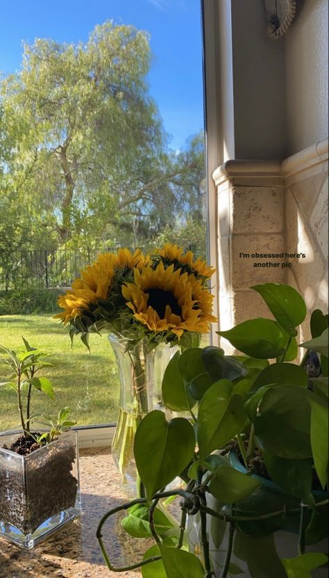 #flowers #gardening #sunflower #green #aesthetic Sunflower Green Aesthetic, Dark Green Aesthetic, Vintage Aesthetic, Green Aesthetic, Wall Collage, Dark Green, Sunflower, Green, Wall