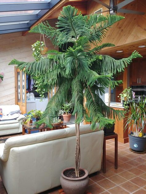 Potted Christmas Tree: Norfolk Island Pine Pictures to Win Your Heart Norfolk Pine Indoor, Norfolk Island Pine, Tall Indoor Plants, Potted Christmas Trees, Large Indoor Plants, Norfolk Island, Norfolk Pine, Plant Goals, Pine Island