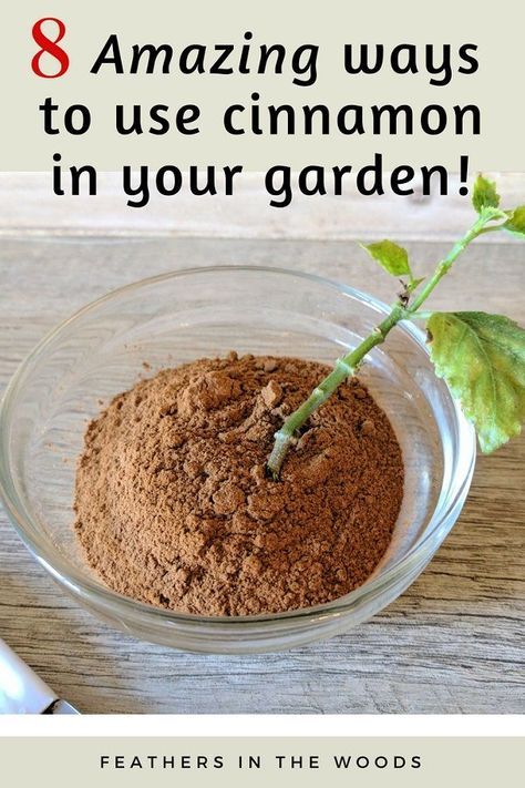 Cinnamon For Plants, Rooting Hormone Diy, Uses For Cinnamon, Cinnamon Garden, Cinnamon Uses, Flower Tips, Herb Plants, Garden Remedies, Types Of Herbs