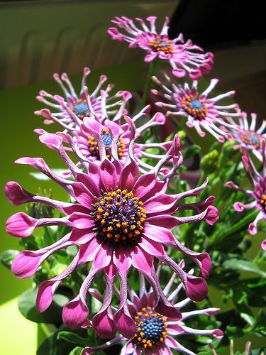 A weird beauty: Een bijzondere 'Spaanse Margriet' (Osteospermum Ecklonis) via flickr .#letyoursoulflower Art Final, Strange Flowers, Weird Plants, Unusual Plants, Unusual Flowers, Rare Flowers, Unique Plants, Cactus Y Suculentas, Unique Flowers