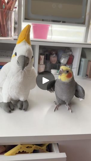 1.9M views · 55K reactions | A dancing dibbydoo full of love to cousin Cockatoo #parrot #viralreels #fbreels #reelsvideo #fbreelsvideo #viralreelsfb #pet #trendingreels #reelsfb #parrot #bird | Richard Ford | Richard Ford · Original audio Parrot Bird, Full Of Love, Parrot, Of Love, Dancing, Ford, Audio, Pet, The Originals