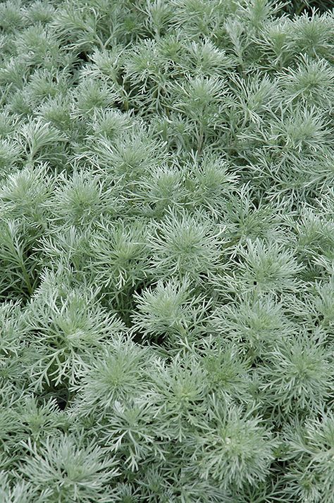 Click to view a full-size photo of Silver Mound Artemisia (Artemisia schmidtiana 'Silver Mound') at Gertens Silver Mound Artemisia, Silver Mound, Plants For Sun, Groundcover Plants, Garden Border Edging, Halloween Lighting Outdoor, Low Water Gardening, Compost Soil, Fall Bulbs