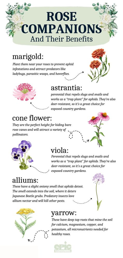 Several different flowers that can be grown with roses What To Plant With Roses, Slug Repellant, Rose Bush Care, Best Perennials For Shade, Rose Companion Plants, Best Companion Plants, Hardy Geranium, Vegetable Plants, Starting A Vegetable Garden