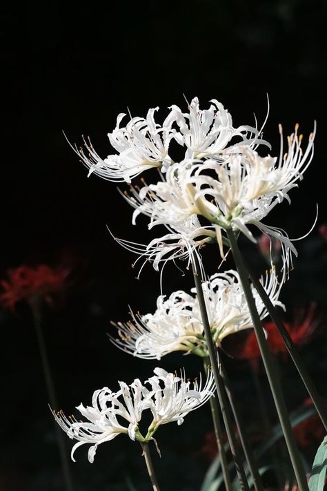 White Spider Lily, Lycoris Radiata, Spider Lilies, Skeleton Flower, Lily Wallpaper, Red Spider Lily, Spider Lily, White Spider, Guitar Painting