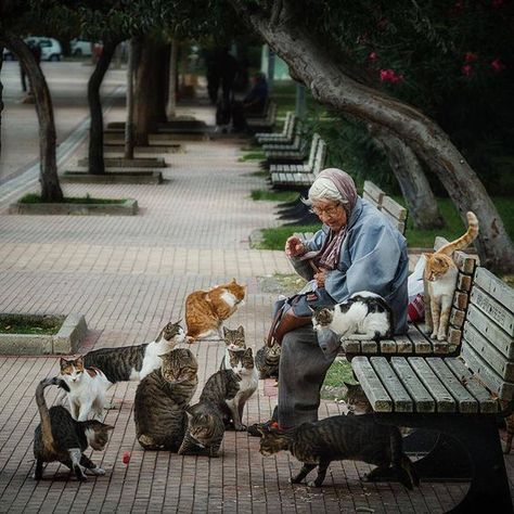 Lady Cat, Old Woman, Charles Bukowski, Cat People, Crazy Cat Lady, Beautiful Cats, 귀여운 동물, Animals Friends, Big Cats