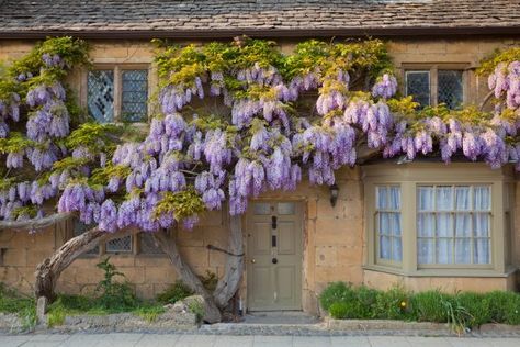 Wisteria Trellis, Wisteria Pergola, Best Front Door Colors, Wisteria Garden, Best Front Doors, Wisteria Tree, Purple Wisteria, Front Door Paint Colors, Modern Country Style