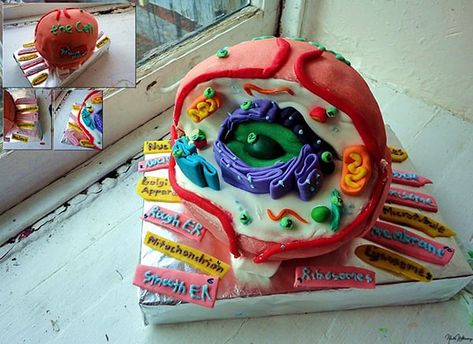 Cell Cake, Edible Cell, Cell Model Project, Animal Cell Project, Biology Cell, Science Cake, School Science Projects, Cells Project, Cell Model