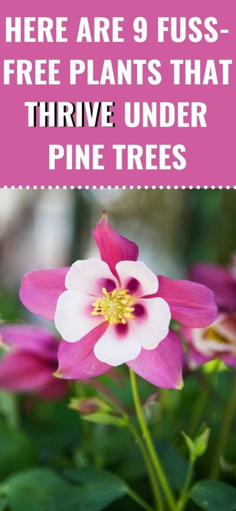 Pine Tree Garden, Acidic Soil, Tree Garden, Yard Project, Colorful Plants, Free Plants, House Landscape, Garden Trees, Garden Lovers