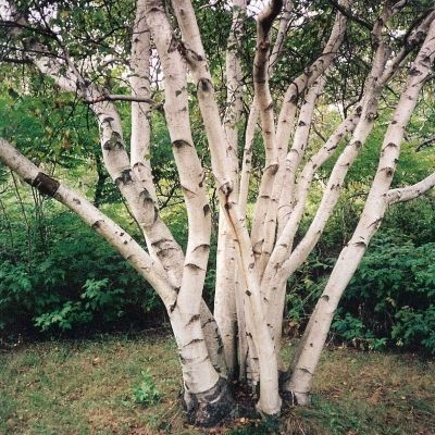 Birch Tree Garden, Birch Trees Garden, Ideas Garden Design, Tree Photoshop, Family Tree Photo, Birch Tree Art, Pinterest Garden, Woodland Trees, Hedging Plants