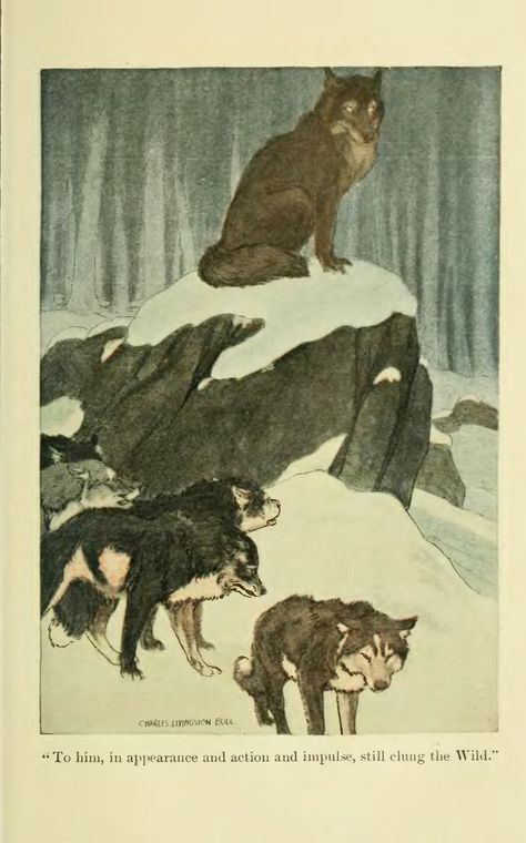 Wild." Witchy Room Aesthetic, White Fang, Free Online Library, Different Kinds Of Art, Academic Art, Canine Art, Jack London, Call Of The Wild, Art Folder