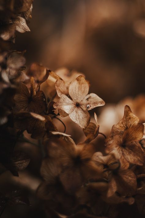 Free Brown Image on Unsplash Brown Image, Cream Aesthetic, Brown Fall, Brown Flowers, Plant Aesthetic, Leaf Background, Brown Wallpaper, Leaf Wallpaper, New Backgrounds