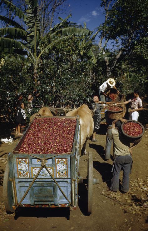 Costa Rica Coffee Harvest Costa Rica Coffee, Costa Rican Coffee, Coffee Farm, Coffee Wall Art, Costa Rica Travel, Costa Rican, Coffee Culture, Coffee Cafe, Coffee Shops