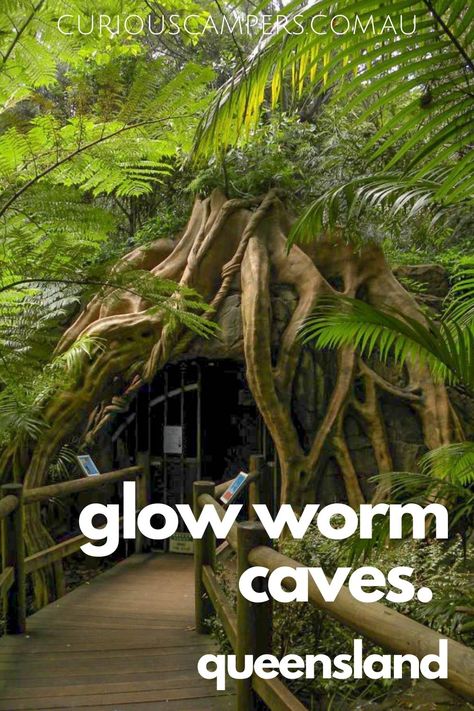 Glow worms (3) Lone Pine Koala Sanctuary Brisbane, Mount Tamborine, Queensland Travel, Australia Aesthetic, Glow Worms, Glow Worm Cave, Lone Pine Koala Sanctuary, Glasshouse Mountains, Tamborine Mountain