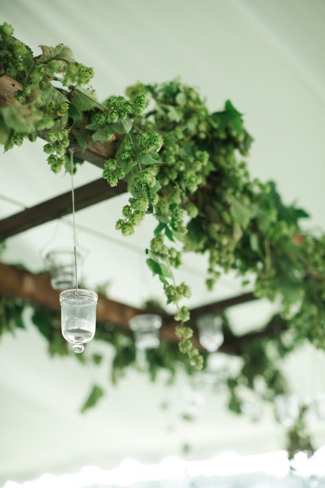 Hop Decorations, Flower Chandeliers, Ladder Kitchen, Hops Wedding, Craft Beer Wedding, Hops Vine, Outdoor Wedding Decor, Air Design, Beer Wedding