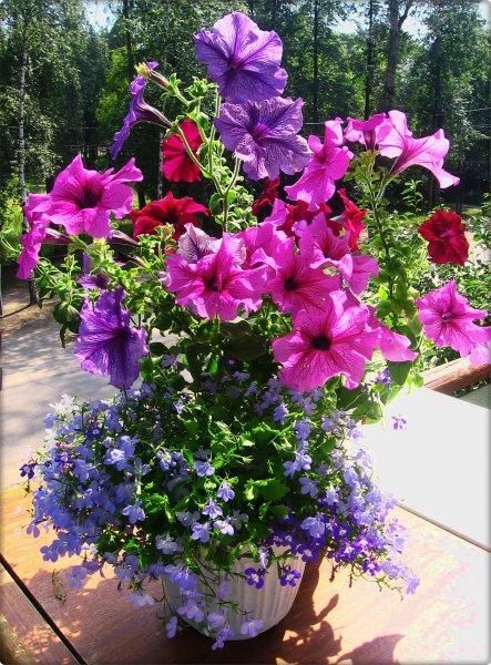 articles Petunia Centerpiece, Bright Centerpieces, Garden Centerpiece, Ideas For Garden, Gorgeous Centerpieces, Budget Garden, Flower Garden Design, Elegant Centerpieces, Annual Flowers