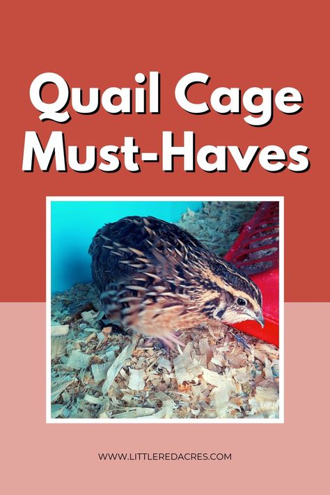 Quail grow extremely fast, and they’ll need a cage set up for them. Here are quail cage must-haves. Quail Farm, Quail Cage, Quail Coop, Raising Quail, Homestead Farm, Quail Eggs, Text Overlay, Backyard Birds, Raising Chickens