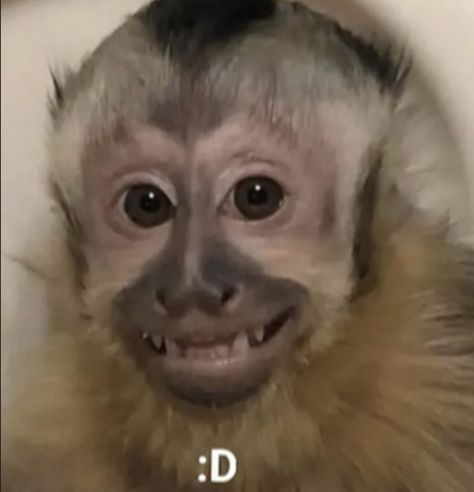 Monkey Meme, Millennials Funny, Monkey Hat, Funny Cat Faces, Monkey Pictures, Bad Memes, Funny Animal Photos, Pet Monkey, A Monkey