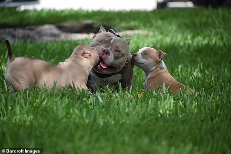 Micro bully dog earns owners $1m-a-year with his perfect lookalike puppies selling for $8,000 each | Daily Mail Online Micro Bully, American Bully Dog, Pocket Bully, V Lines, Bully Dog, People's Choice Awards, Farm Heroes, American Bully, Look Alike