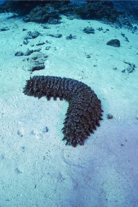 Sea Cucumbers, Sea Cucumber, Cucumber Plant, Sea Floor, Molluscs, Deep Sea Creatures, Marine Ecosystem, Cute Small Animals, Earthworms