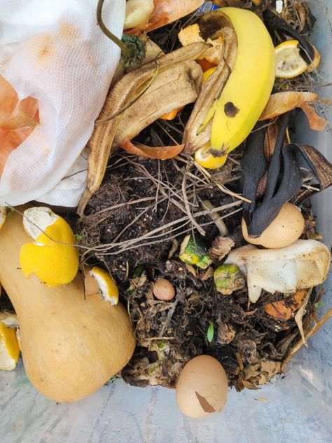 Scrap food in plastic bin on tip of sticks soil Family Backyard, Food Scraps, Compost Bin, Flower Garden, Herbs, Fruit, Flowers