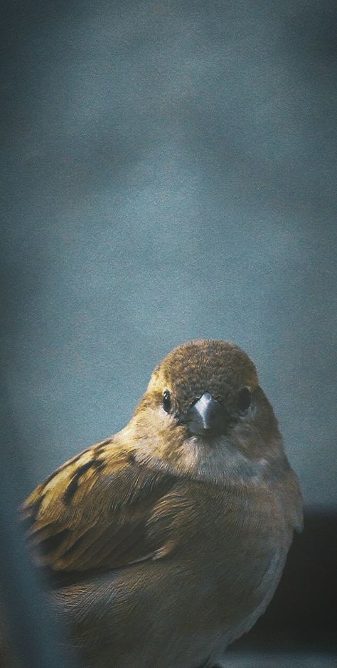 A cute Little sparrow! Sparrow Aesthetic, Aesthetic Cute Wallpaper, Beak Mask, Bird Pet, Sparrow Art, Sparrow Tattoo, Song Birds, Bird Quotes, Birds Photography