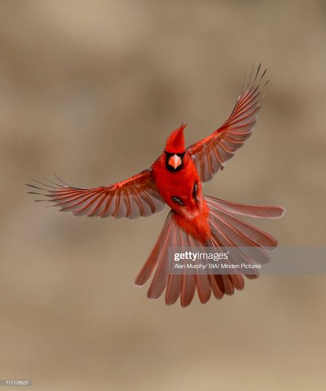 Ontario Birds, Cardinal Birds Art, Fly Drawing, Bird Strike, Home Windows, Window Films, Cardinal Birds, Red Bird, Bird Pictures