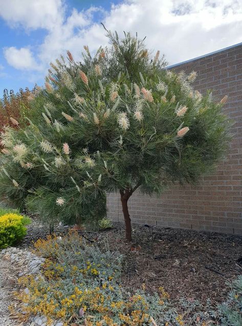 Banksia Tree Landscaping, Grevillea Tree, Grevillea Garden, Front Entry Landscaping, Australian Garden Design, Small Front Gardens, Bush Garden, Backyard Walkway, Australian Native Garden