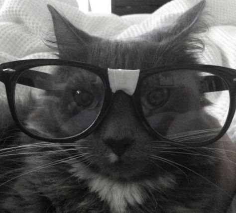 Cat Wearing Glasses, Silly Cats Pictures, Cute Glasses, Cat Icon, Silly Images, Wearing Glasses, 9k Followers, Silly Animals, Silly Pictures