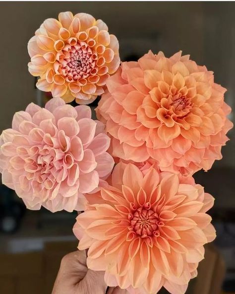 Feverfew Bouquet, Dahlia Centerpiece Wedding, Dahlia Tattoo, Dahlias Wedding, Increase Creativity, Dahlias Garden, Dahlia Flower, Garden Lovers, Grow Your Own Food