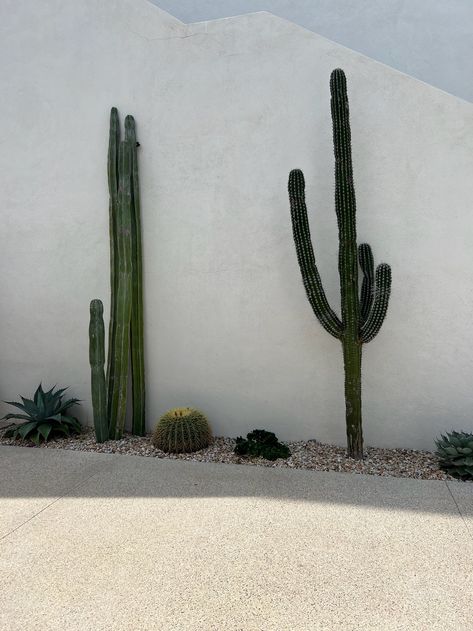 Black Shed, Desert Backyard, Mid Century Exterior, Cactus Photography, Desert Chic, Arizona Landscape, Backyard Remodel, Modern Backyard, Home Landscaping