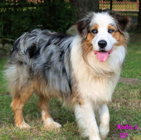 Australian Shepherd Austrian Shepherd, Blue Merle Australian Shepherd Puppy, Blue Merle Australian Shepherd, Aussie Mix, Merle Australian Shepherd, Smart Working, Australian Shepherd Puppy, Aussie Puppies, Mini Aussie