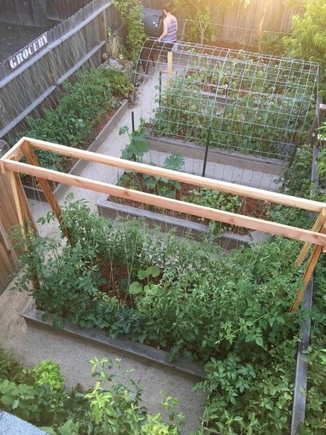 Tomato Trellis, Funny Vine, Lots Of Plants, Diy Garden Trellis, Vertical Vegetable Garden, Vertical Herb Garden, Walled Garden, Garden Plans, Garden Types