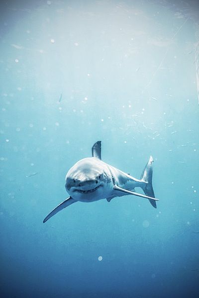 I mean, LOOK AT HIM! He is staring right at me! I could never in a million years out swim him, either. Shark Iphone Wallpaper, Shark Wallpaper Iphone, Shark Wallpaper, Cool Sharks, Shark Pictures, Small Shark, Shark Art, Shark Tattoos, Cute Shark