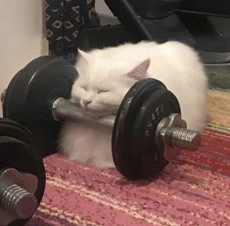 My Cat, Working Out, Cat Memes, Just Love, Ivy, Gym, On Twitter, Memes, Twitter