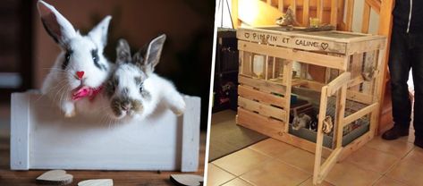 Diy Pour Lapin, Animals