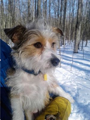 Jack Russell Terrier Mix Dogs, Wire Terrier, Wire Fox Terrier Puppies, History Assignment, Parson Jack Russell, Fox Terrier Puppy, Terrier Mix Breeds, Chihuahua Terrier Mix, Poodle Mix Breeds