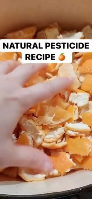 Gardening Peacefully on Instagram: "Natural Pesticide Recipe 🍊 Share this with someone that loves gardening! Follow @gardeningpeacefully for more awesome gardening videos! 🎥 shecooksorganic from TT #pesticide #pesticidefree #naturalgarden #organicgardening #organicgarden #organicgardener #gardening #garden #gardener #gardentips #gardening101" Natural Pesticides For Garden, Gardening Videos, Bamboo Diy, Natural Pesticides, Vegetable Garden Diy, Natural Fertilizer, Fertilizer For Plants, Garden Animals, Garden Tool Set