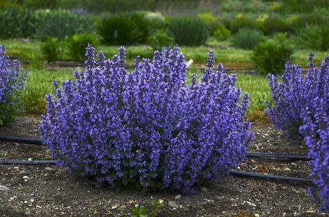 The most exciting new perennials for this gardening season | The Star Ophiopogon Japonicus, Cats Pajamas, Cat Pajamas, Garden Shrubs, Dark Flowers, Seasonal Garden, Small Gardens, Perennial Plants, Yard Landscaping