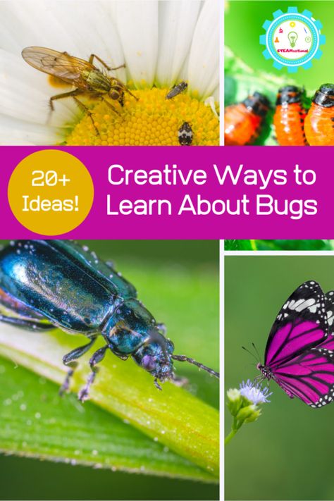 21 Fun Ways to Learn About Insects and Bugs Bug Anatomy, Spring Stem Activities, Insect Life Cycle, Stem Activities For Kids, Spring Flower Crafts, Fun Stem Activities, Bug Activities, Insects Preschool, Butterflies Activities