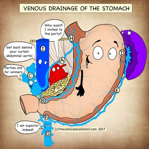 You searched for Portal vein - The Comical Anatomist Comical Anatomist, Anatomy Humor, Radiology Humor, Medical Assistant Student, Medicine Notes, Medical School Life, Basic Anatomy And Physiology, Nursing Mnemonics, Medical Student Study