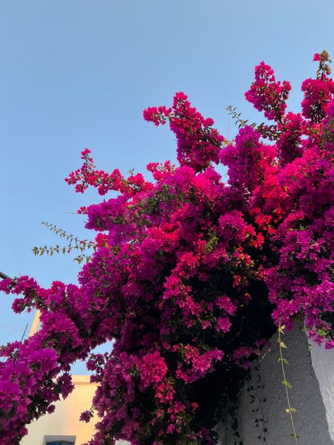 #greece #aesthetic #flowers #island #greekisland #vacation #aestheticphotos #bougainvillea #bougainvilleatree Bougainvillea Flowers Aesthetic, Greece Flowers Bougainvillea, Bogunvellia Flowers Aesthetic, Bogan Villa Flowers, Boganvillia Aesthetic, Bouganvilla Aesthetic, Bougenville Flowers Aesthetic, Bougainvillea Greece, Bouganvilla Flower