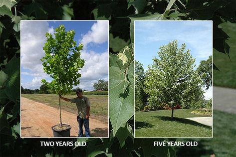 Sweet Clover, Sycamore Tree, Backyard Plants, Fast Growing Trees, Shade Trees, Plant Design, Garden Center, Landscaping Ideas, Green Thumb