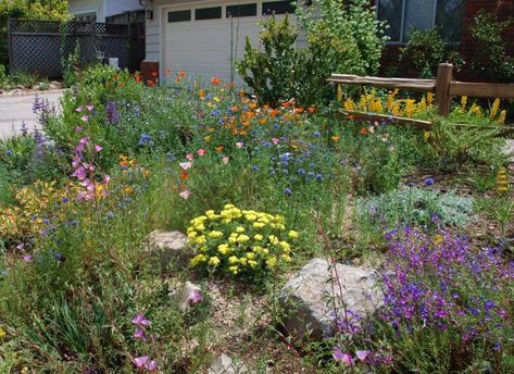 California Native Landscape, California Landscaping, Native Plant Landscape, California Native Garden, California Plants, Drought Tolerant Landscape, California Native Plants, Native Plant Gardening, California Garden